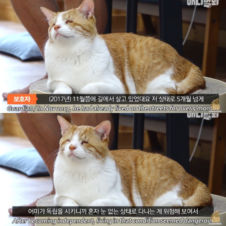 [TV동물농장] 나에게는 특별한 눈이 있어요 | 인스티즈