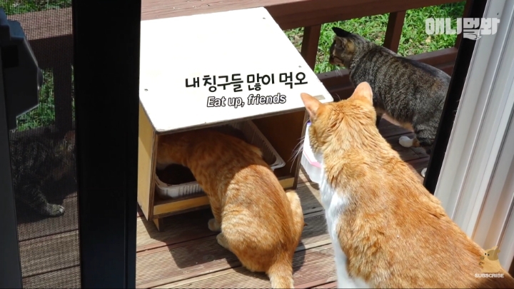 [TV동물농장] 나에게는 특별한 눈이 있어요 | 인스티즈