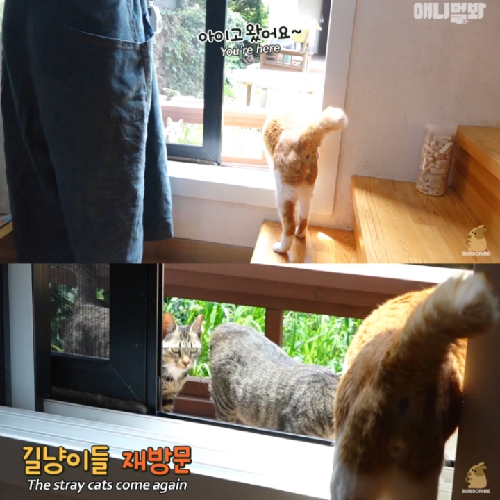 [TV동물농장] 나에게는 특별한 눈이 있어요 | 인스티즈