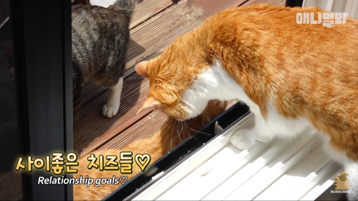 [TV동물농장] 나에게는 특별한 눈이 있어요 | 인스티즈