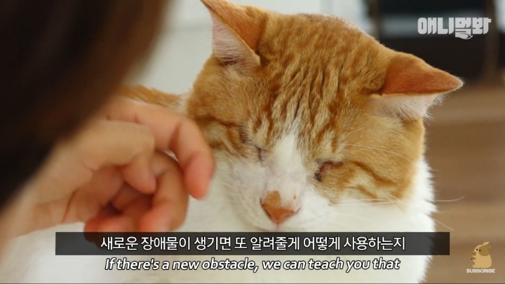 [TV동물농장] 나에게는 특별한 눈이 있어요 | 인스티즈