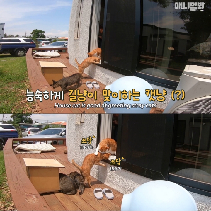 [TV동물농장] 나에게는 특별한 눈이 있어요 | 인스티즈