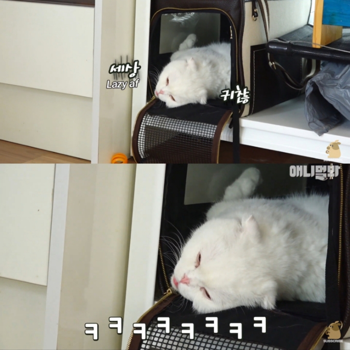 [TV동물농장] 나에게는 특별한 눈이 있어요 | 인스티즈