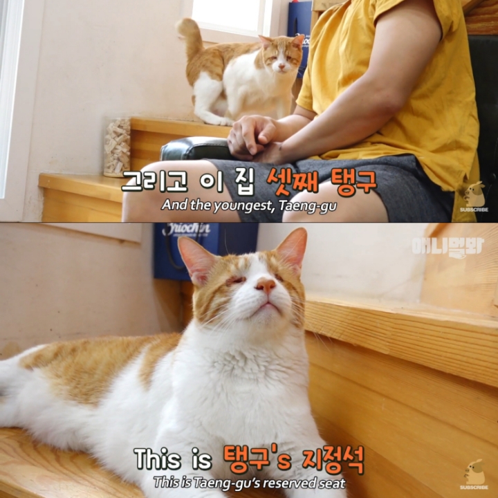 [TV동물농장] 나에게는 특별한 눈이 있어요 | 인스티즈