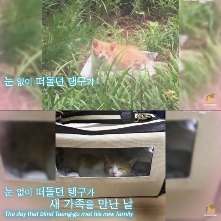 [TV동물농장] 나에게는 특별한 눈이 있어요 | 인스티즈