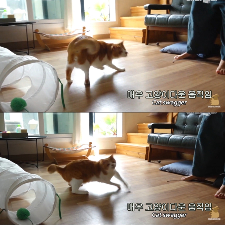 [TV동물농장] 나에게는 특별한 눈이 있어요 | 인스티즈