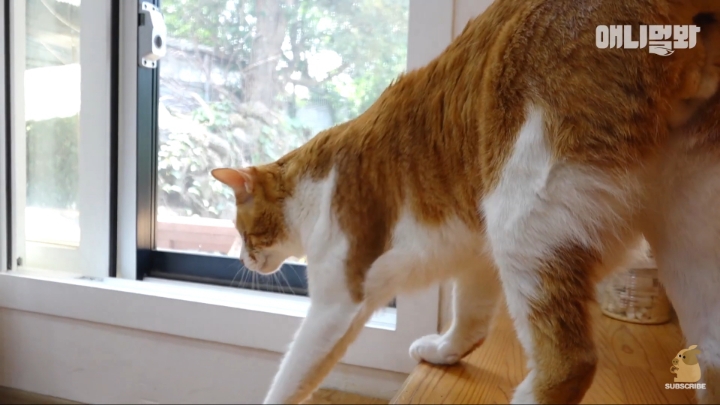 [TV동물농장] 나에게는 특별한 눈이 있어요 | 인스티즈