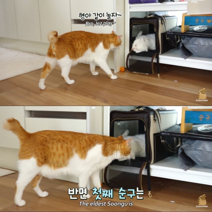 [TV동물농장] 나에게는 특별한 눈이 있어요 | 인스티즈