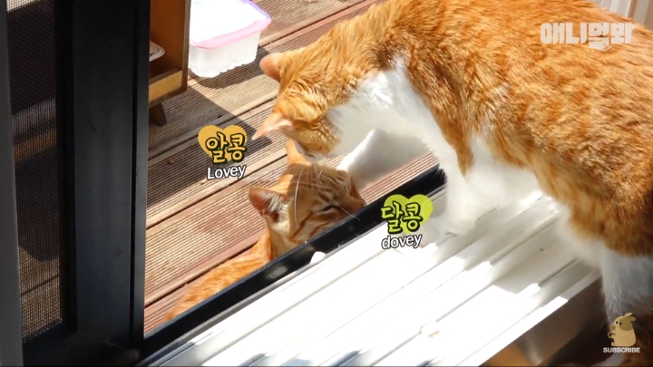 [TV동물농장] 나에게는 특별한 눈이 있어요 | 인스티즈