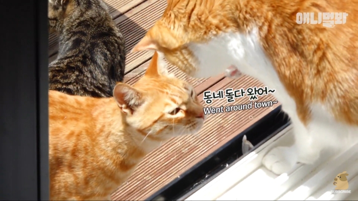 [TV동물농장] 나에게는 특별한 눈이 있어요 | 인스티즈