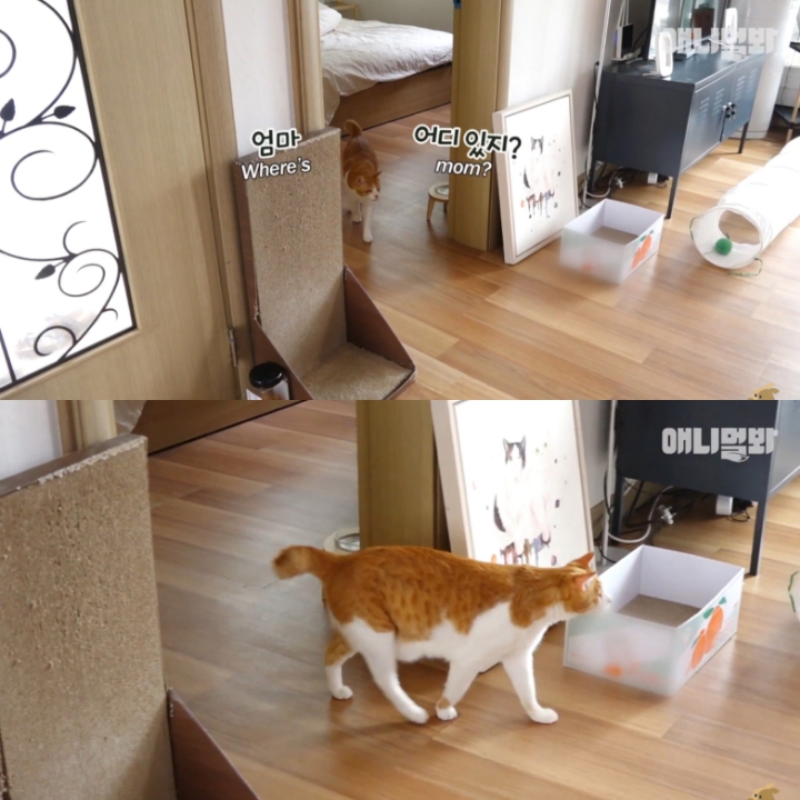 [TV동물농장] 나에게는 특별한 눈이 있어요 | 인스티즈