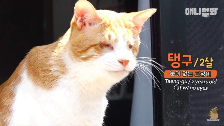 [TV동물농장] 나에게는 특별한 눈이 있어요 | 인스티즈