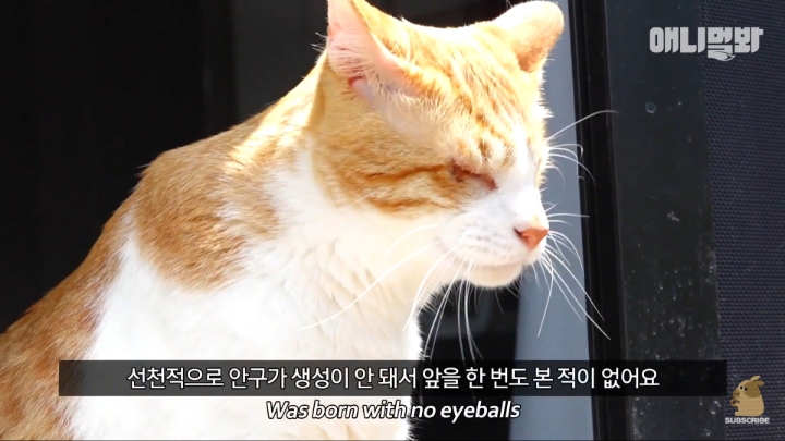 [TV동물농장] 나에게는 특별한 눈이 있어요 | 인스티즈