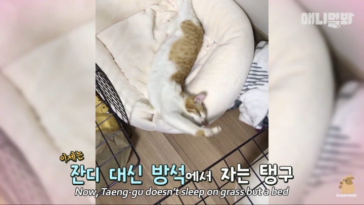 [TV동물농장] 나에게는 특별한 눈이 있어요 | 인스티즈