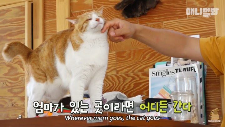 [TV동물농장] 나에게는 특별한 눈이 있어요 | 인스티즈