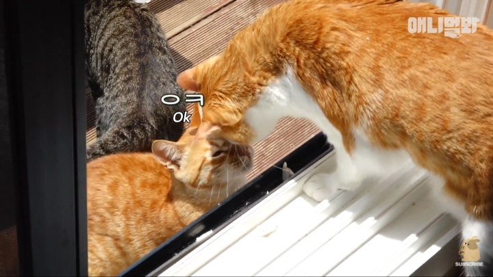 [TV동물농장] 나에게는 특별한 눈이 있어요 | 인스티즈