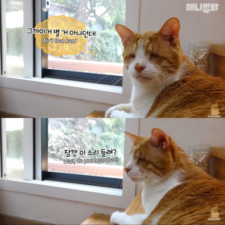 [TV동물농장] 나에게는 특별한 눈이 있어요 | 인스티즈