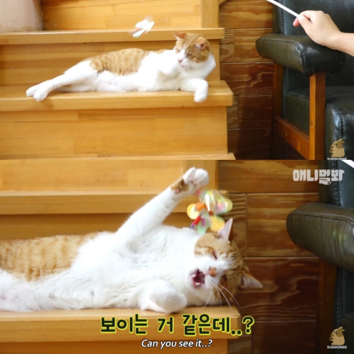 [TV동물농장] 나에게는 특별한 눈이 있어요 | 인스티즈