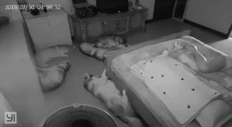 자다가 쥐난 댕댕이 | 인스티즈