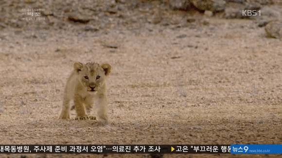 다큐멘터리 빅 캣에 나온 고양잇과 동물들 gif | 인스티즈