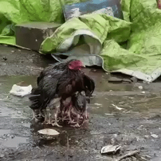 병아리 비 안맞게하는 닭.gif | 인스티즈