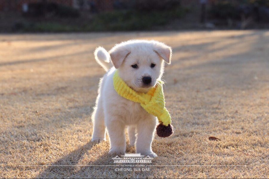 목도리 선물받은 청와대 강아지들 | 인스티즈