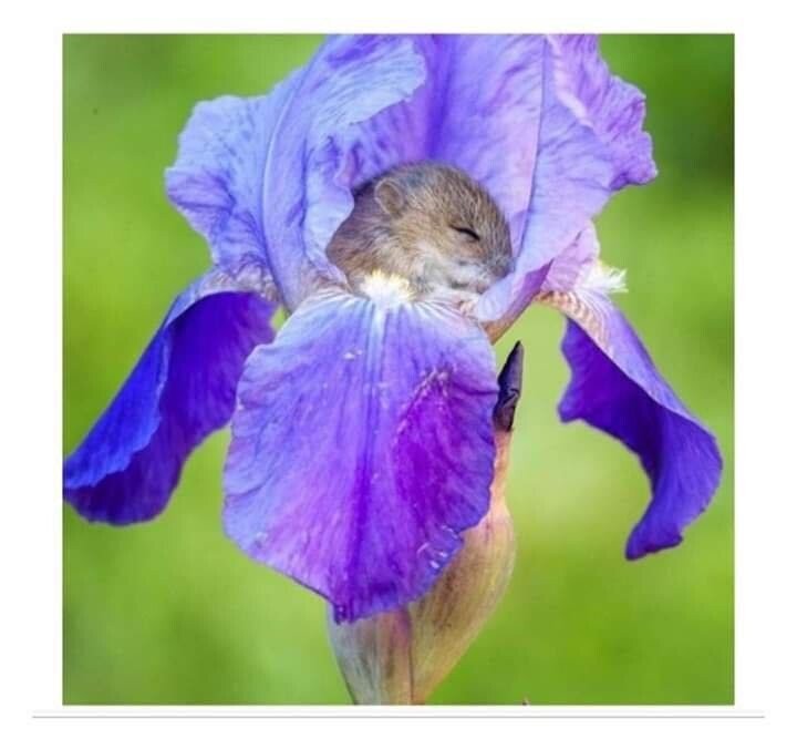 진짜 작고 귀여운 쥐.jpg | 인스티즈