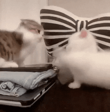 다리도 짧은것들이.gif | 인스티즈