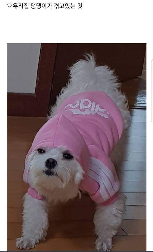 댕댕이 츄리닝 하나 샀었는데 | 인스티즈