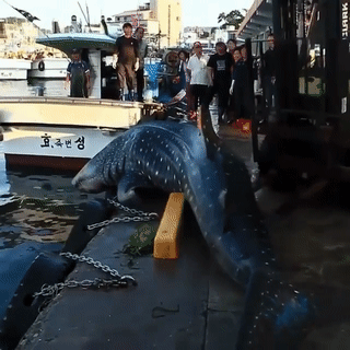 몇일 전 한국에서 잡힌 고래 상어 ㄷㄷ.gif | 인스티즈