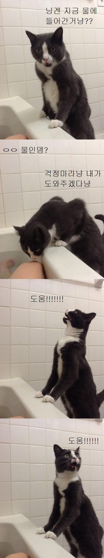 물에 빠진 집사를 구하려는 냥이 | 인스티즈