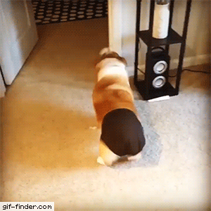 팬티 벗는 멍멍이.gif | 인스티즈