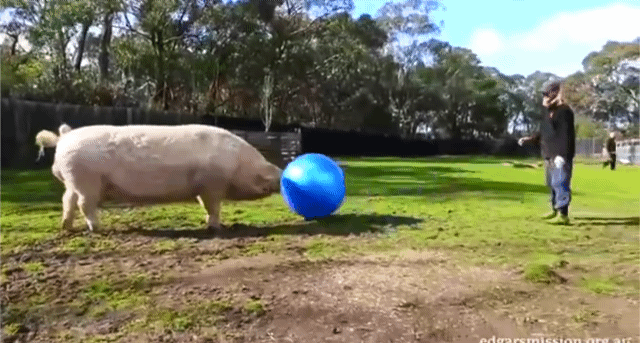 사람들이 잘 모르지만 공놀이를 좋아하는 동물들.gif | 인스티즈