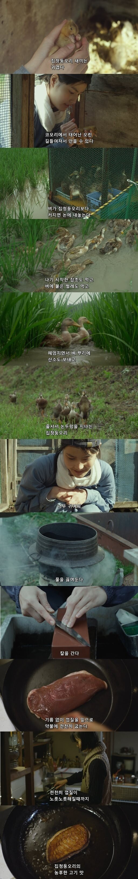 오리는 귀엽다.jpg | 인스티즈