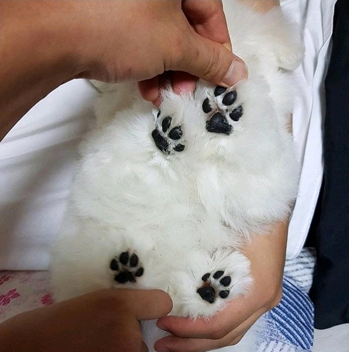 강아지 발바닥.jpg | 인스티즈