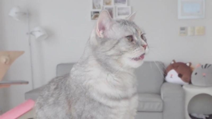 고양이들은 발을 좋아할까? | 인스티즈