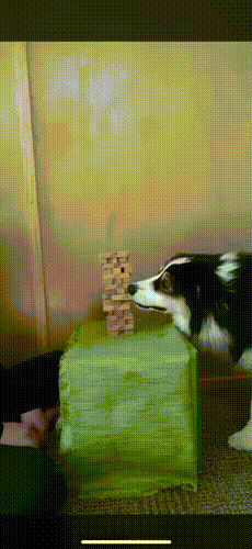 젠가하는 보더콜리.gif | 인스티즈