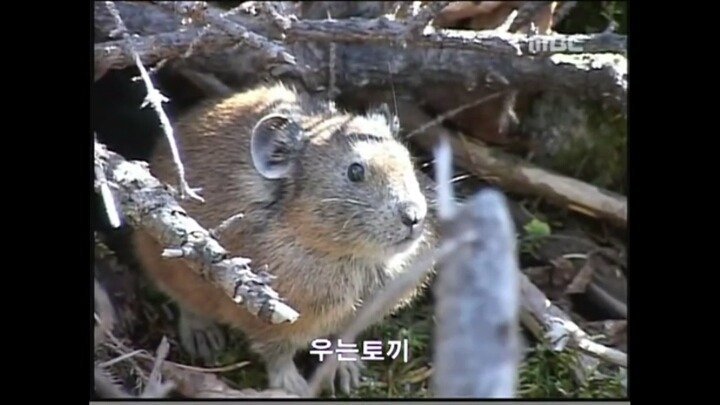북한 개마고원에 살고 있는 동물들 | 인스티즈