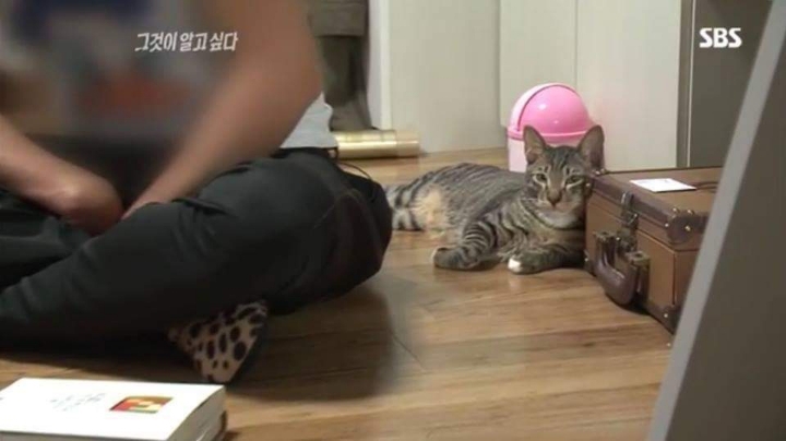 그것이 알고싶다에 나온 고양이 | 인스티즈
