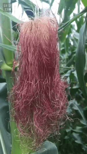 머리땋기 연습.gif | 인스티즈