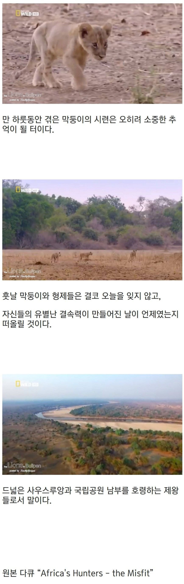 어느 아기사자의 생존투쟁기.jpg/txt | 인스티즈