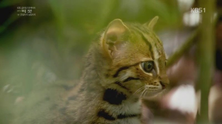 세상에서 가장 작은 고양이.jpgif | 인스티즈