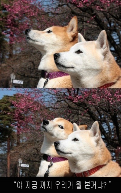 진짜 바나나킥.gif | 인스티즈