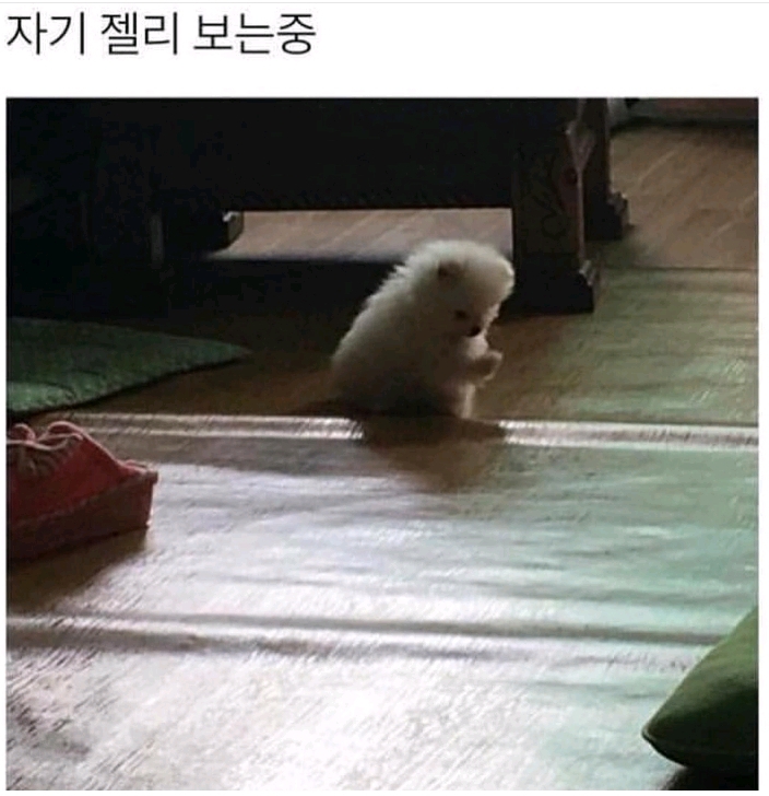 강아지 발바닥.jpg | 인스티즈