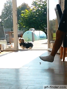 문이 닫혔다고 생각한 멍멍이.gif | 인스티즈