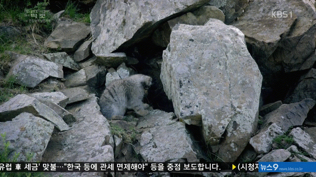 다큐멘터리 빅 캣에 나온 고양잇과 동물들 gif | 인스티즈