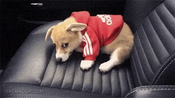 장난감 안사줬다고 삐진 댕댕이.gif | 인스티즈