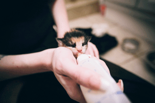 아기 고양이들 밥먹을때 특징......GIF | 인스티즈