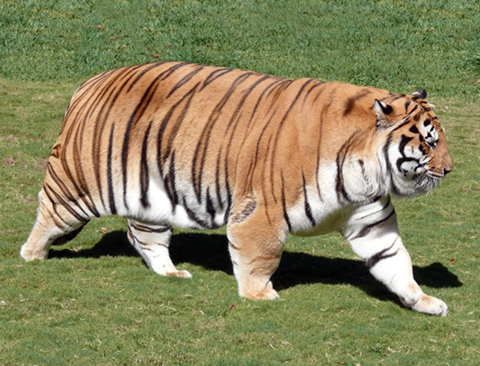 귀여운 고양이들 | 인스티즈