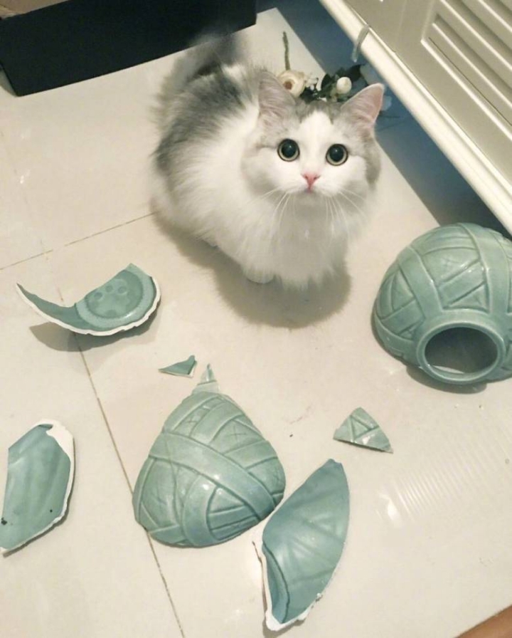 귀여운 고양이들 | 인스티즈